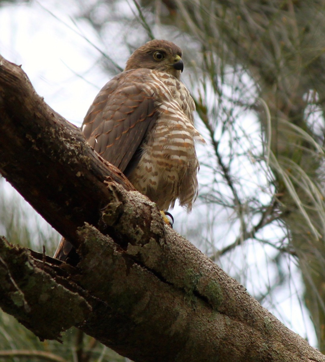 Collared Sparrowhawk - ML428107471