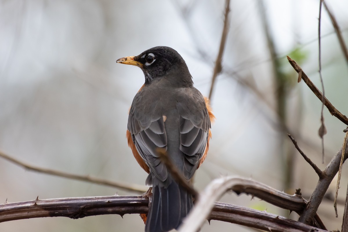 American Robin - Ed Kingma