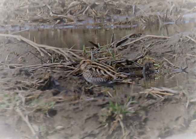 Wilson's Snipe - Theresa Gessing