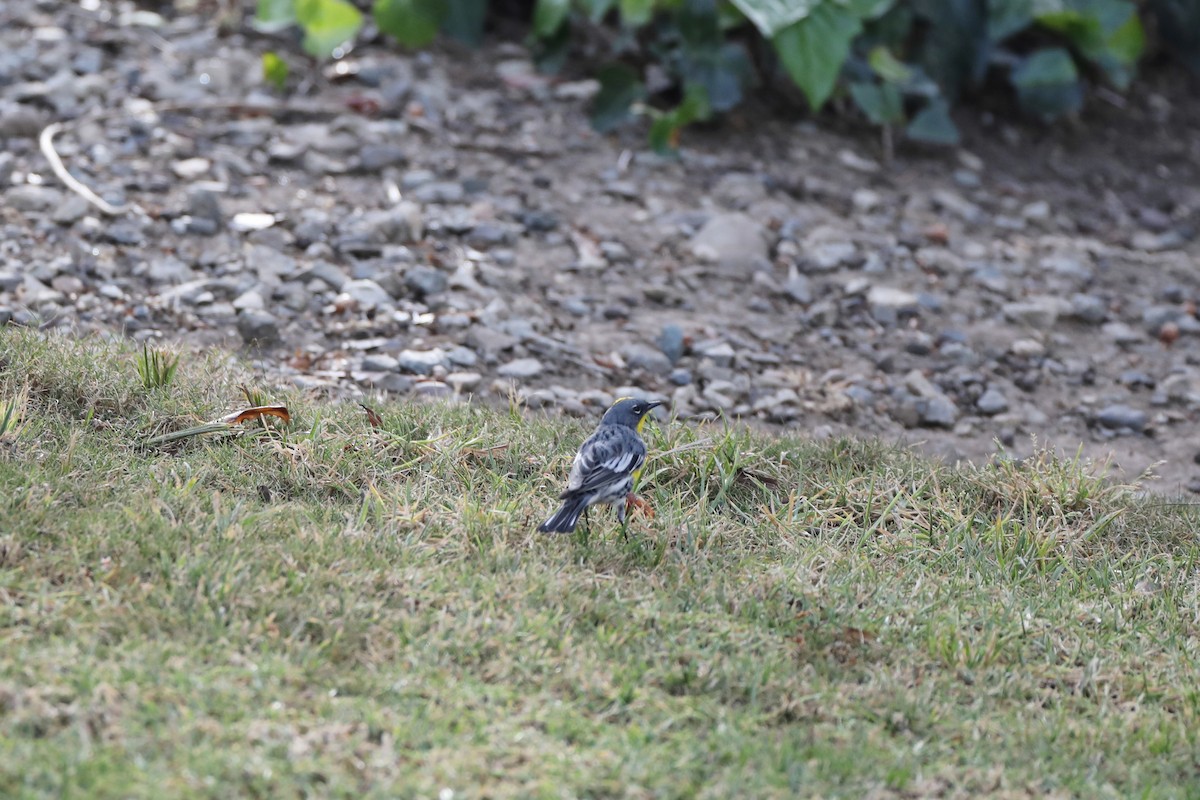 Yellow-rumped Warbler - George Brode