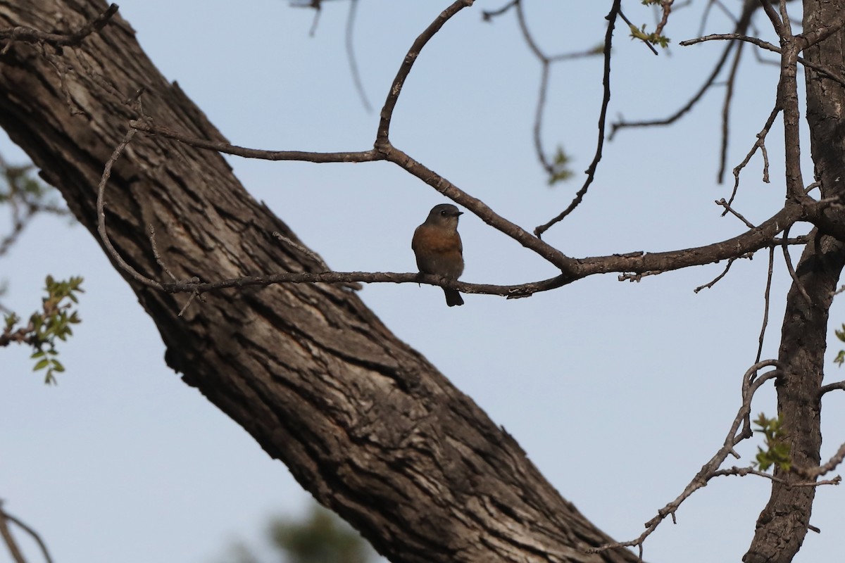 Western Bluebird - ML428108961