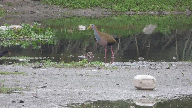 Giant Wood-Rail - ML428108991