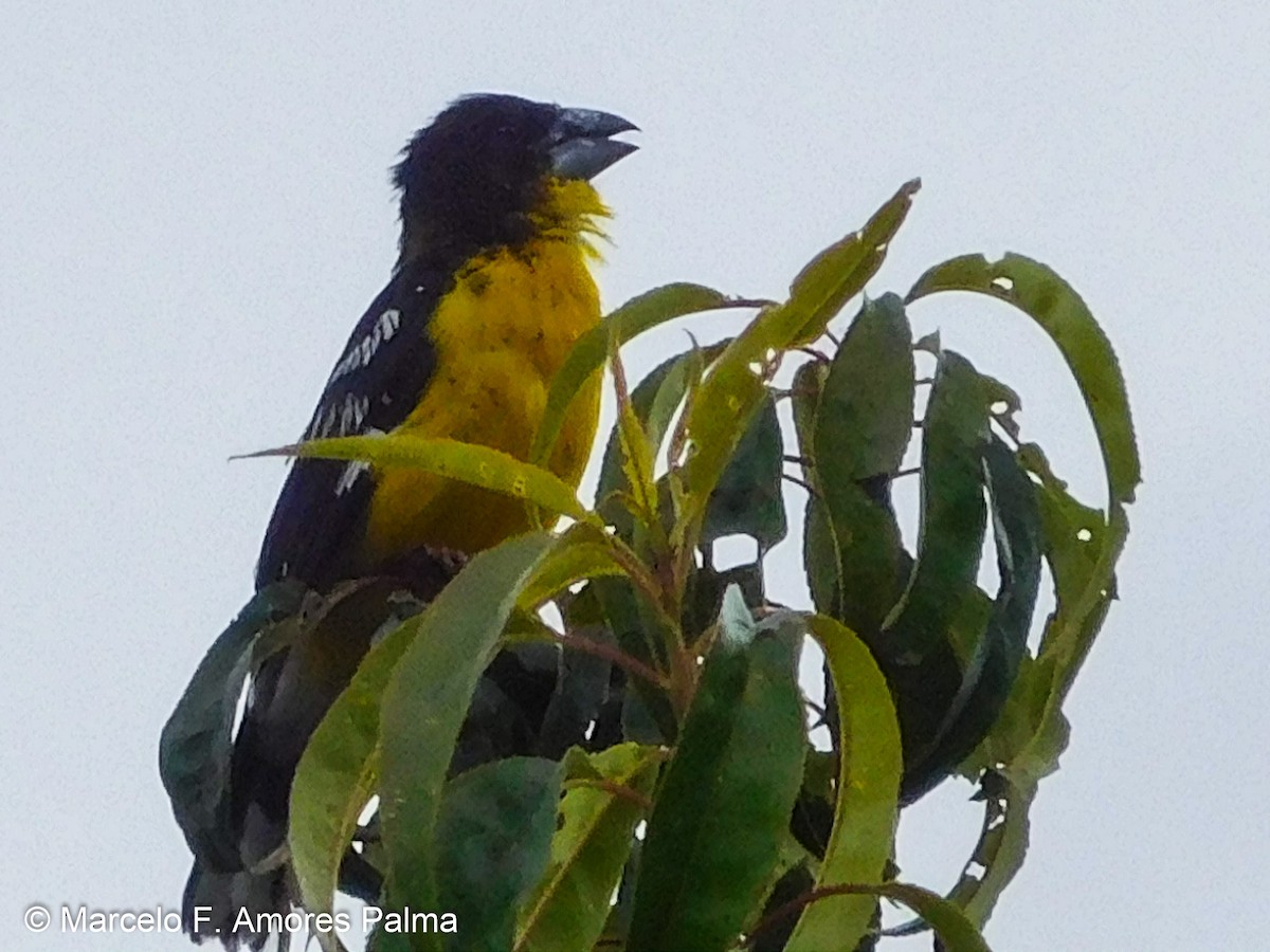 Black-backed Grosbeak - ML428110701