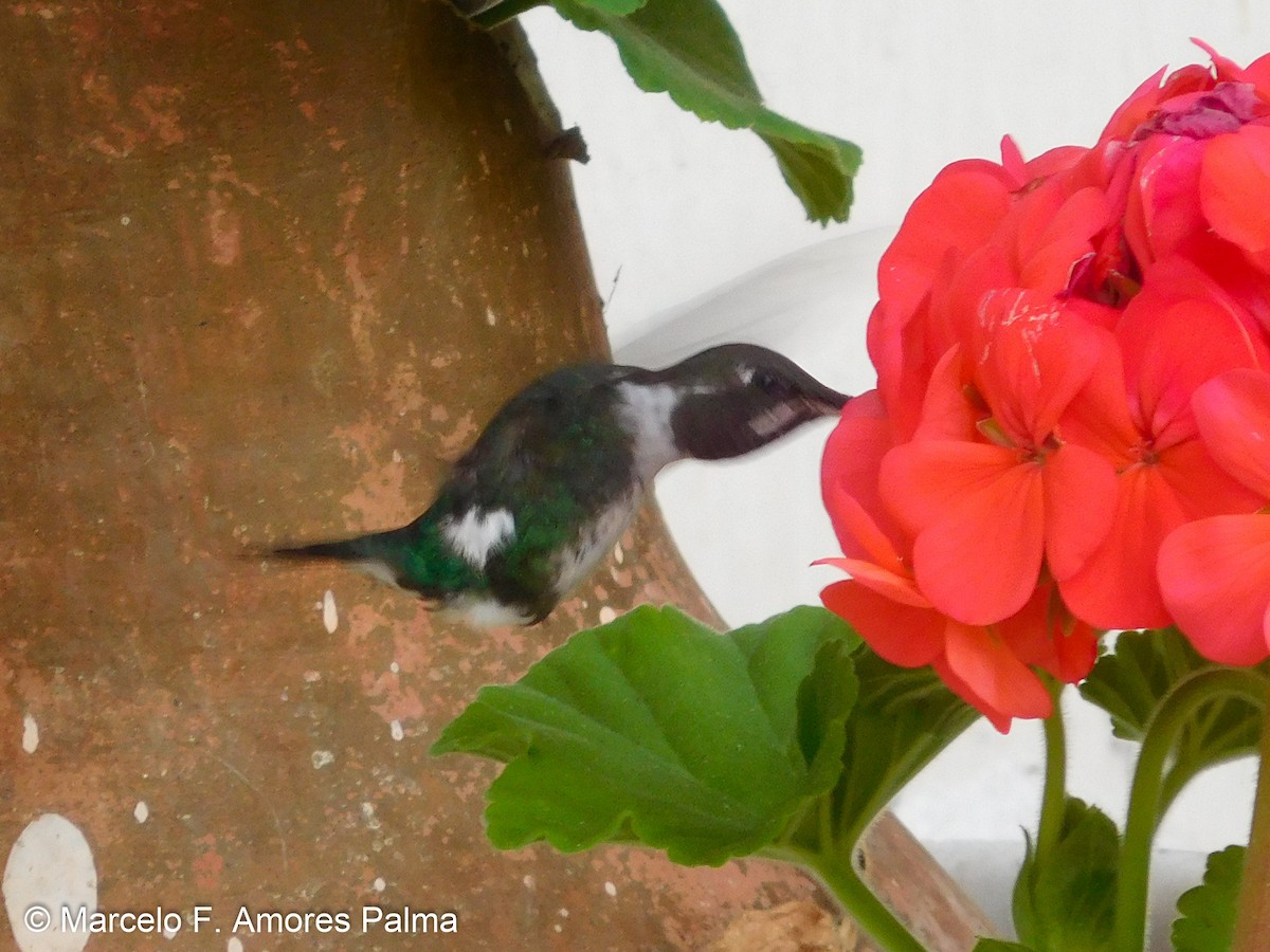White-bellied Woodstar - ML428110901