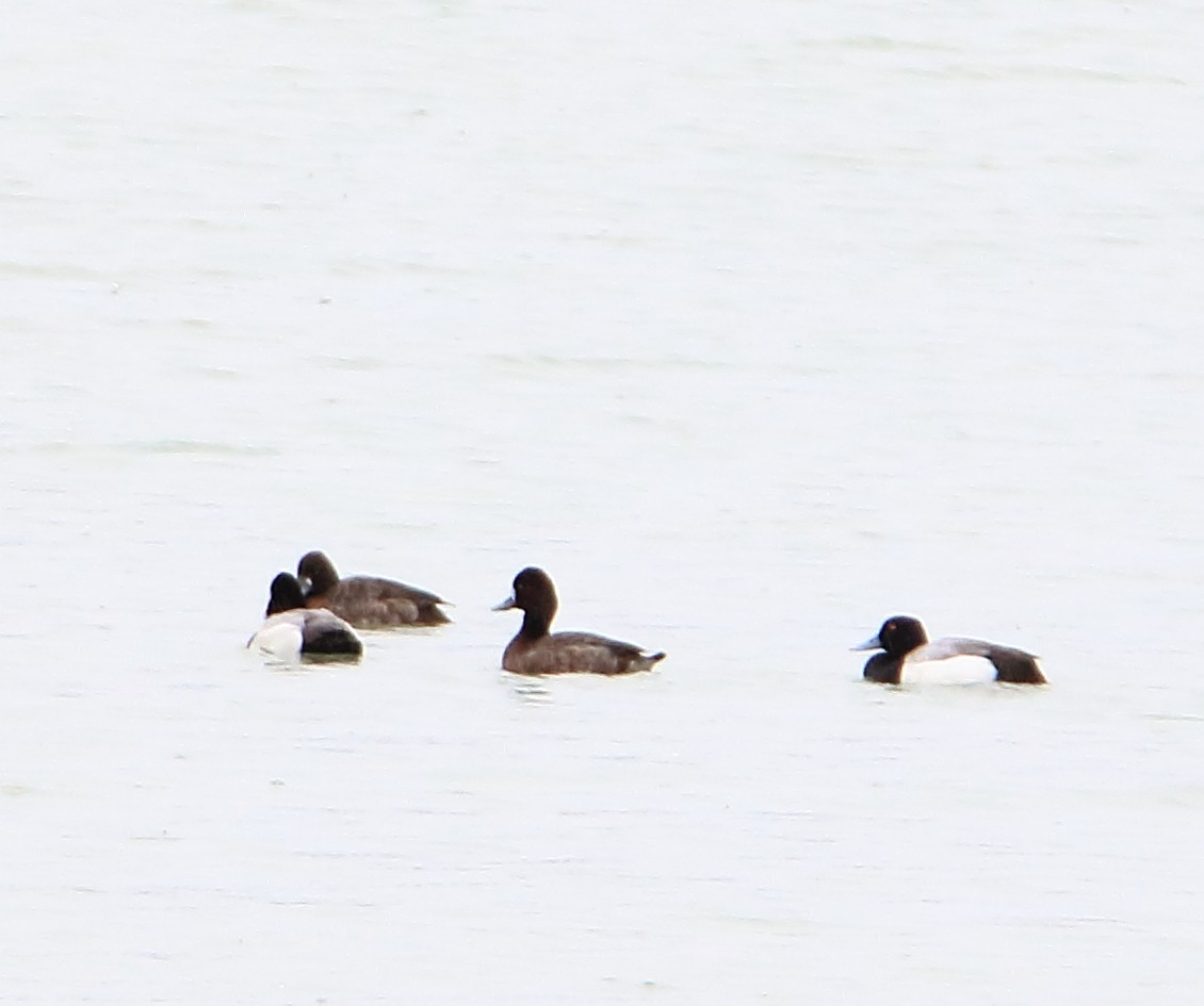 Lesser Scaup - Phil Mills