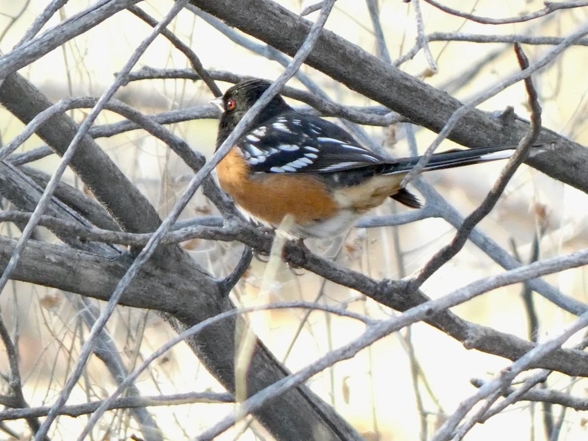 Spotted Towhee - ML428111261