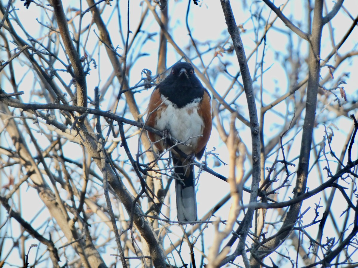 Spotted Towhee - ML428111541
