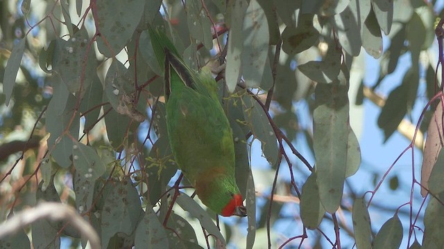 Little Lorikeet - ML428112001