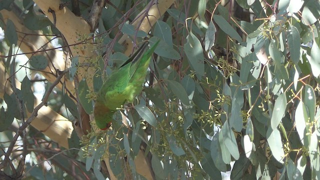 Little Lorikeet - ML428112091