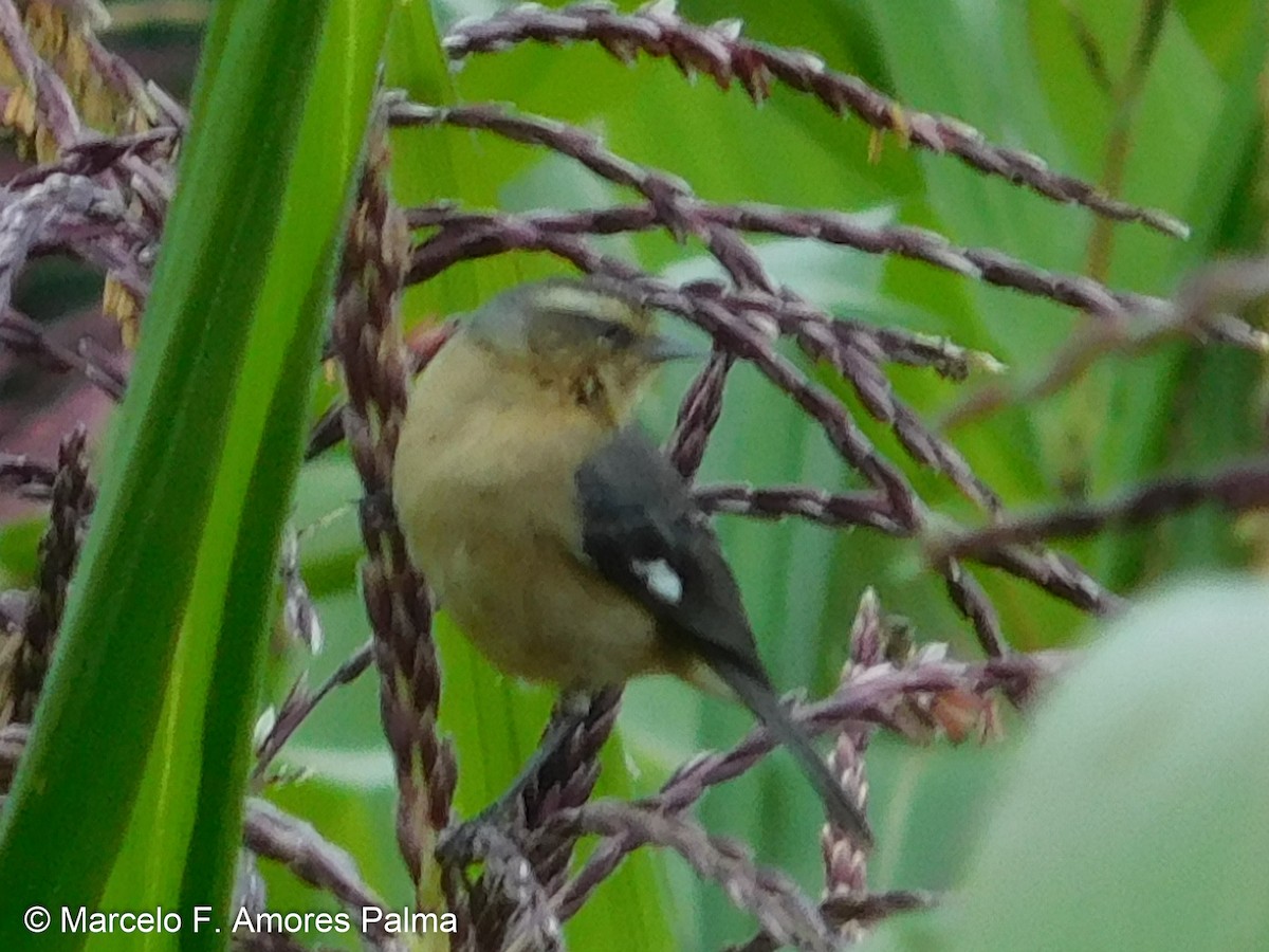 Cinereous Conebill - ML428112391