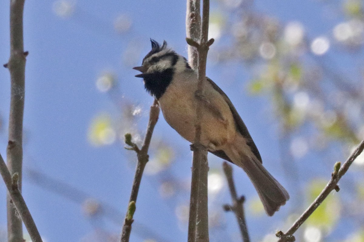 Bridled Titmouse - ML428113771