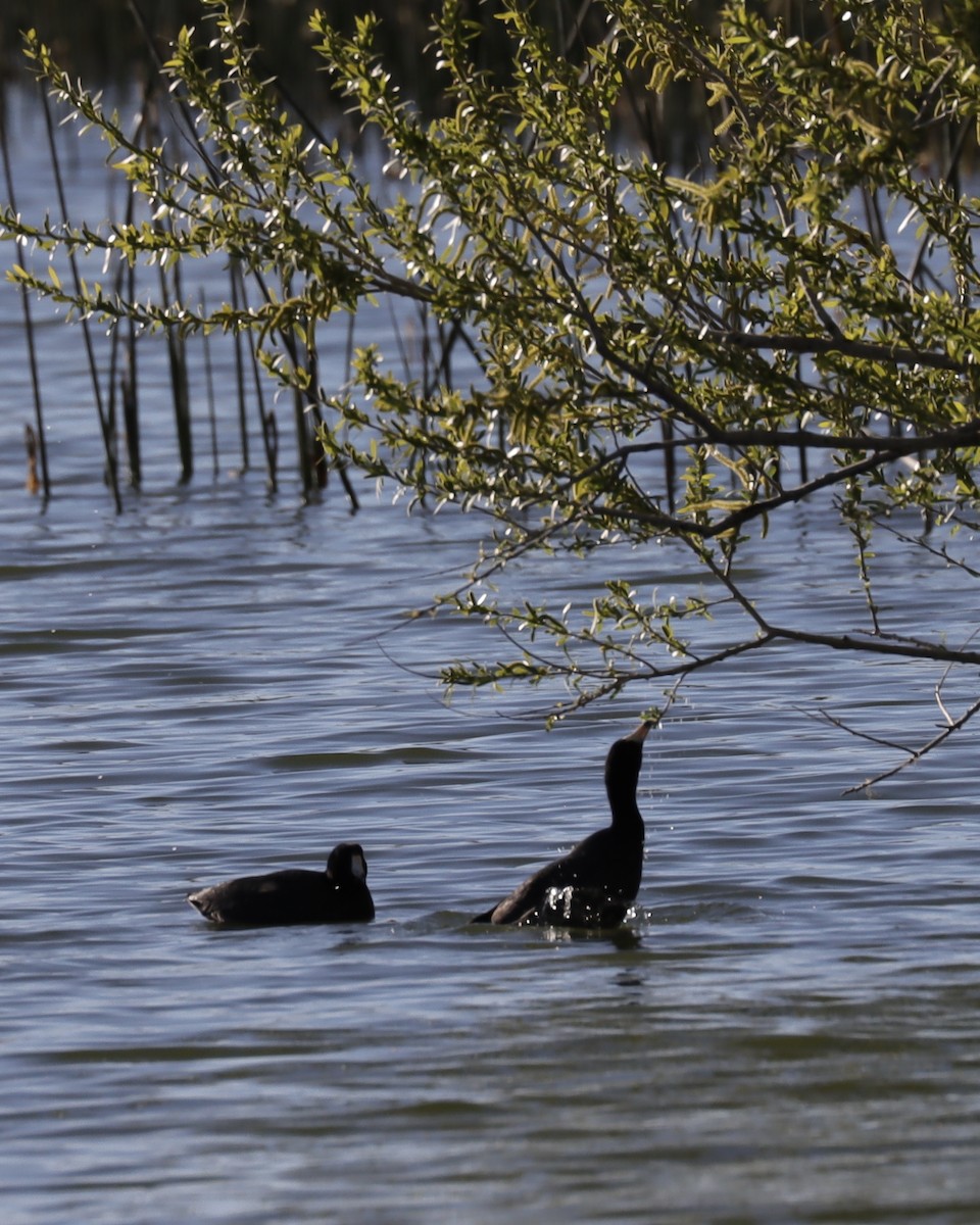 American Coot - Sue Kurtz