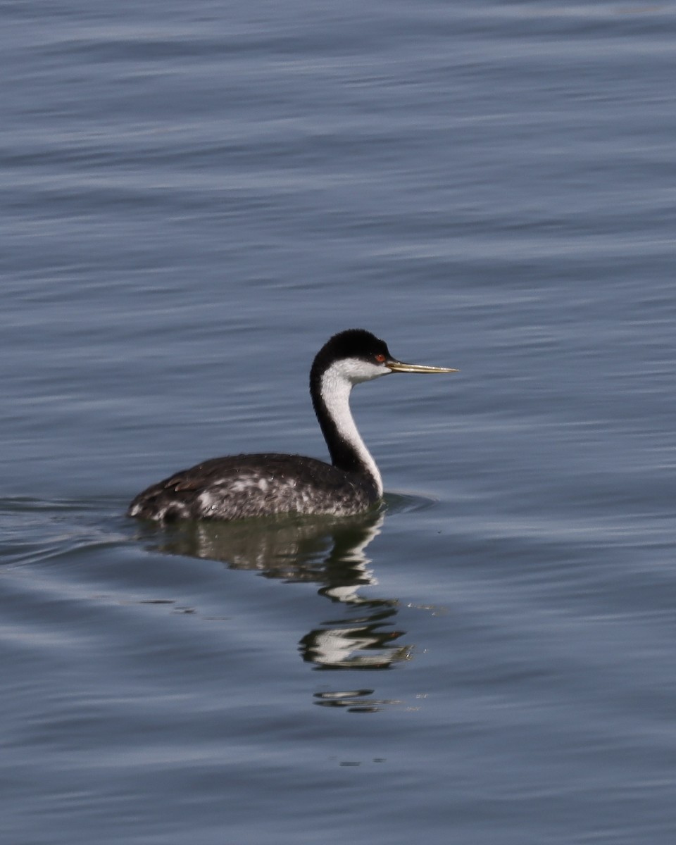 Western Grebe - Sue Kurtz