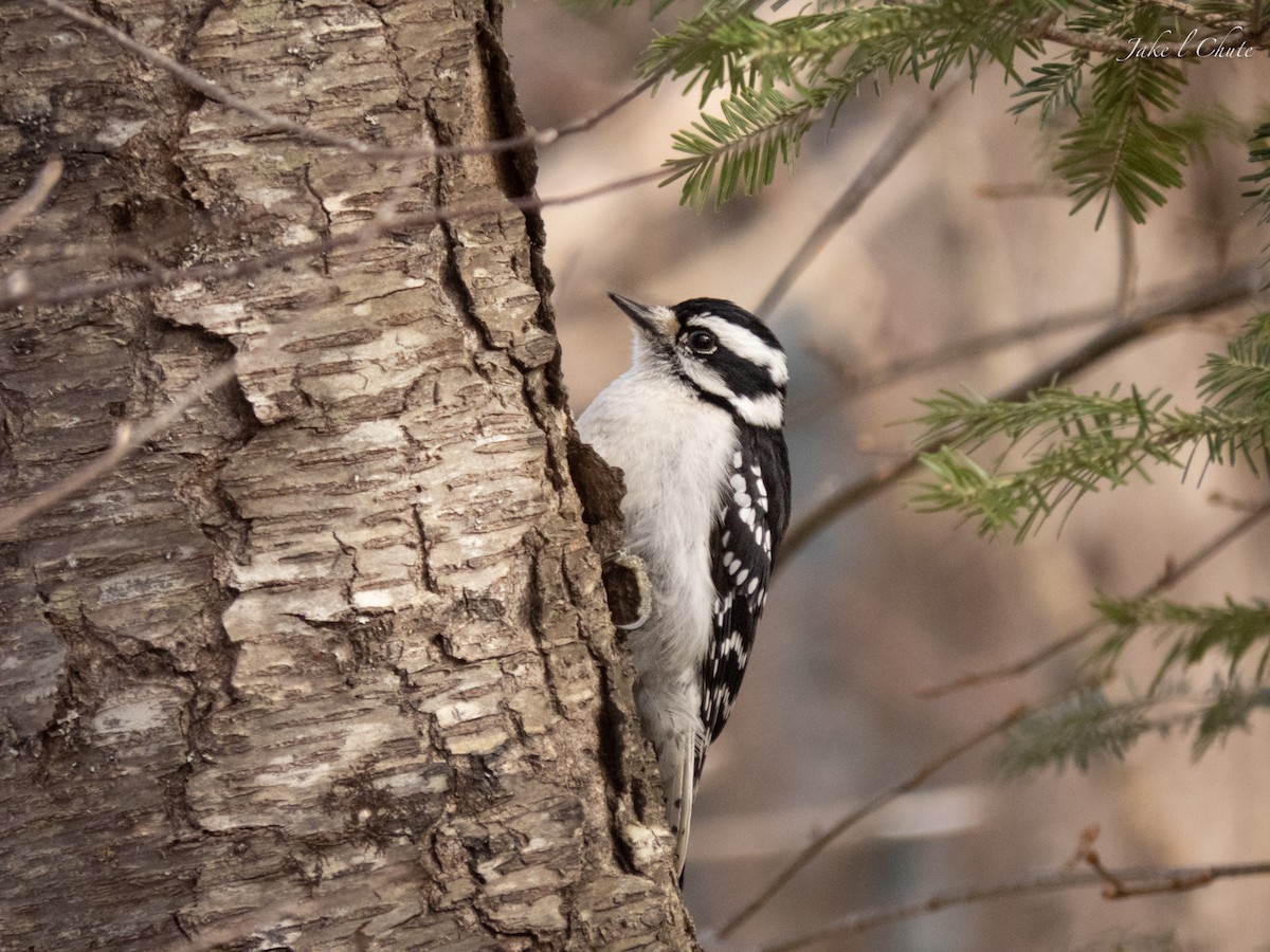 Downy Woodpecker - Jake Chute