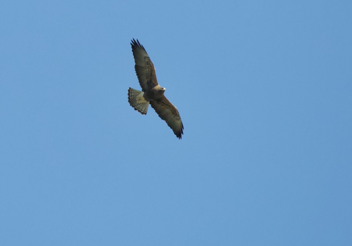 Swainson's Hawk - ML428115791