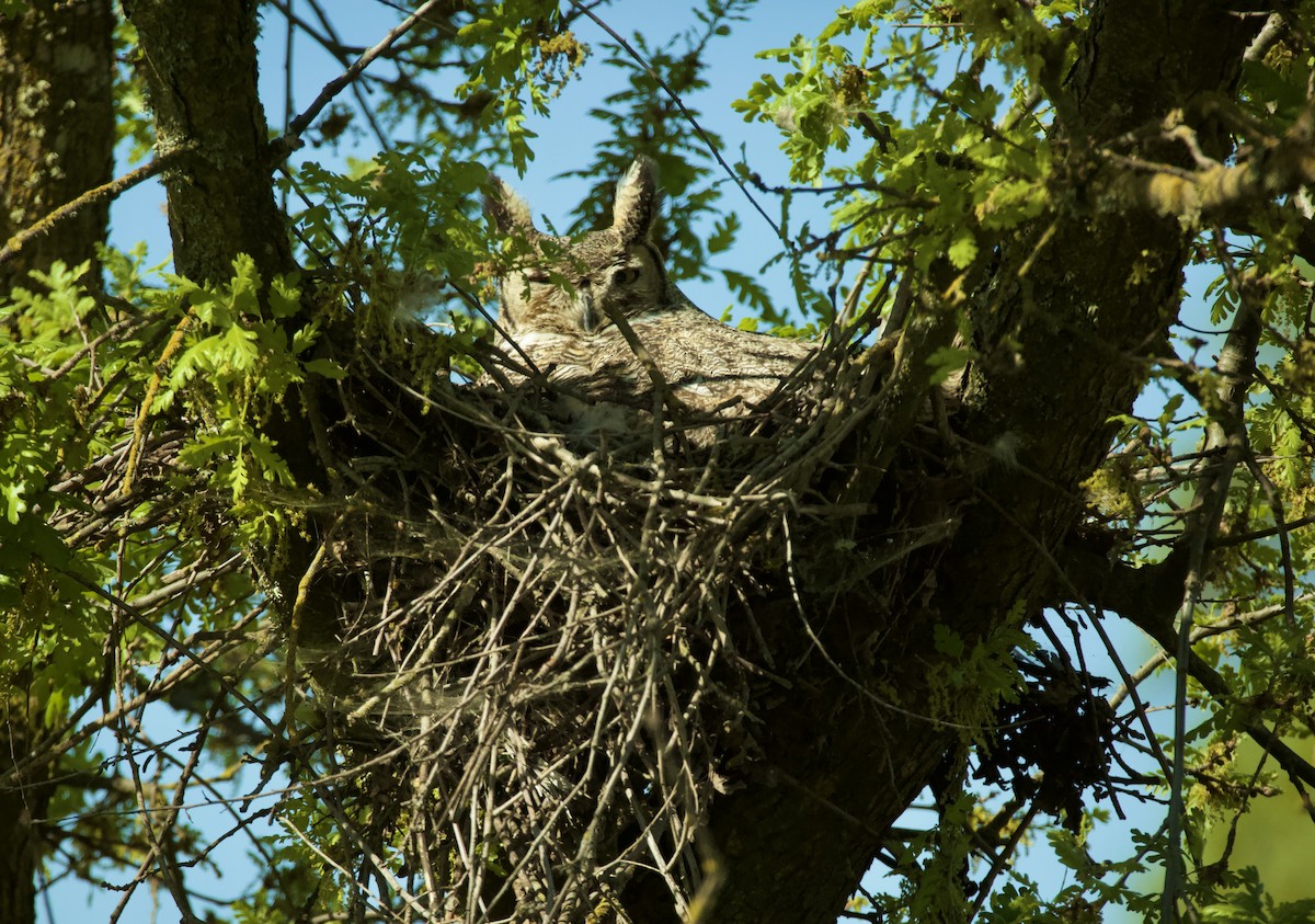 Great Horned Owl - kasey foley