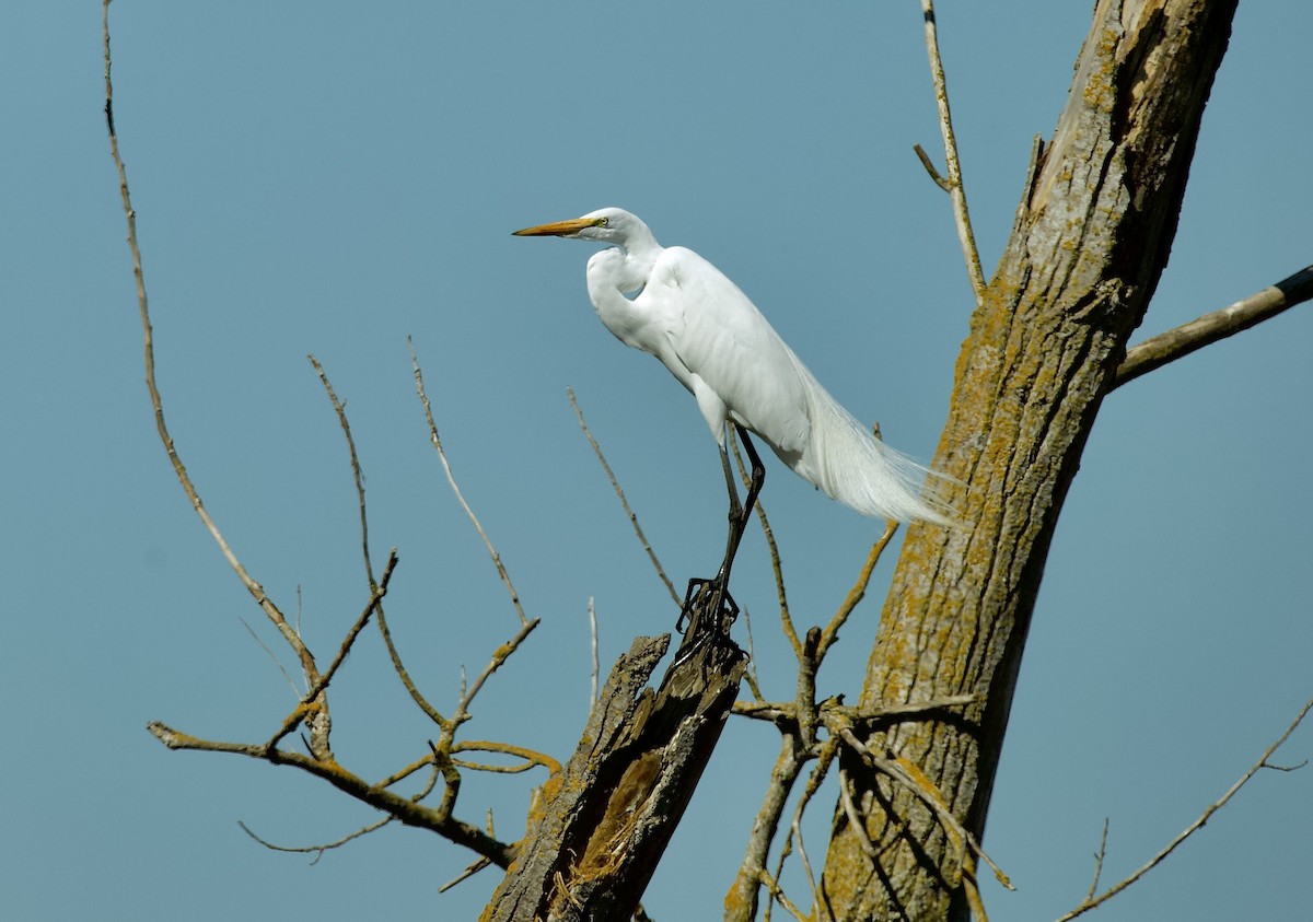 Great Egret - ML428115971