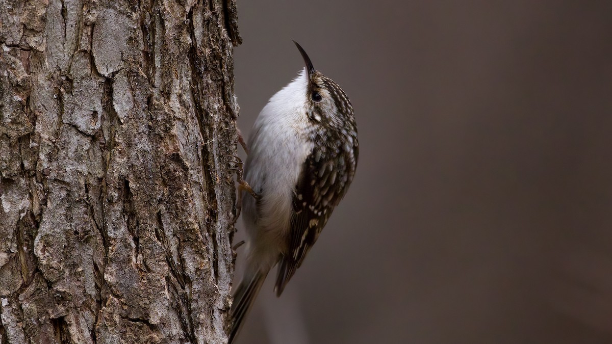 Brown Creeper - ML428116581