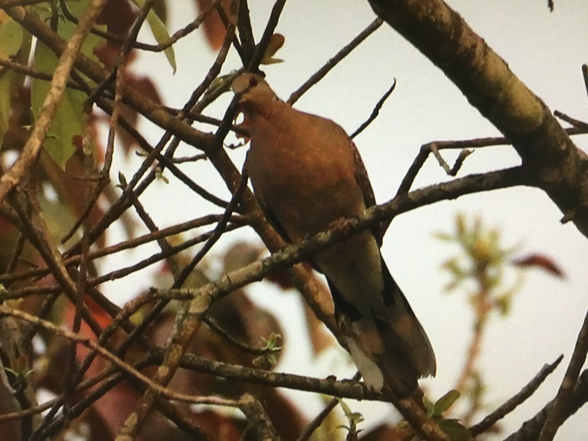 珠頸斑鳩 - ML428117101