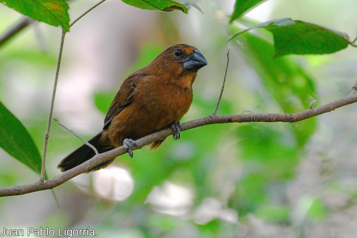 Blue-black Grosbeak - Juan Pablo Ligorria