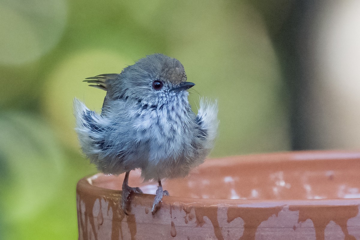 Brown Thornbill - ML428119251