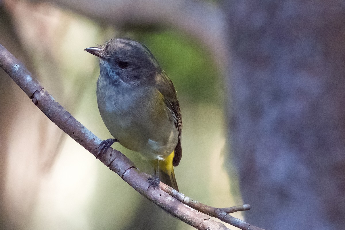 Golden Whistler - ML428119311