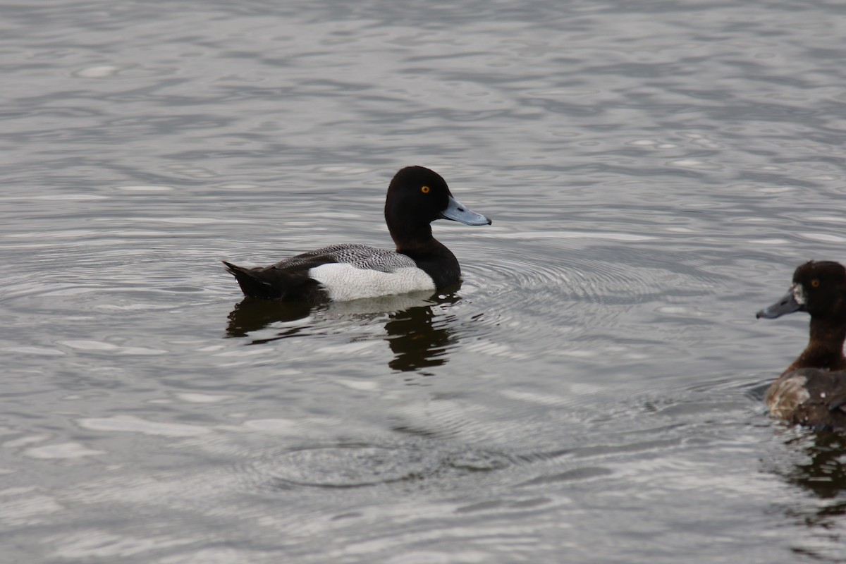 Lesser Scaup - ML428120131