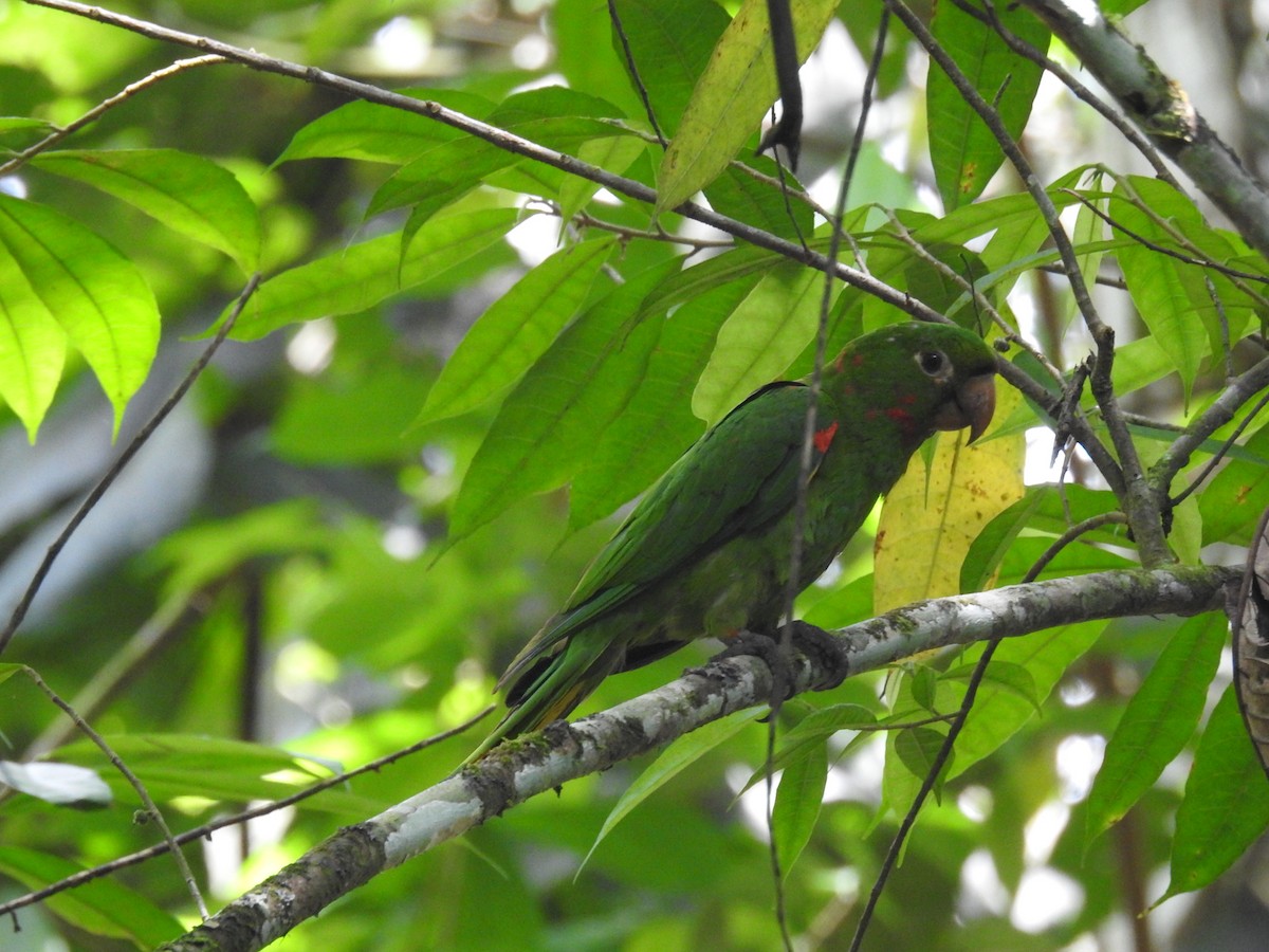 White-eyed Parakeet - ML428120801