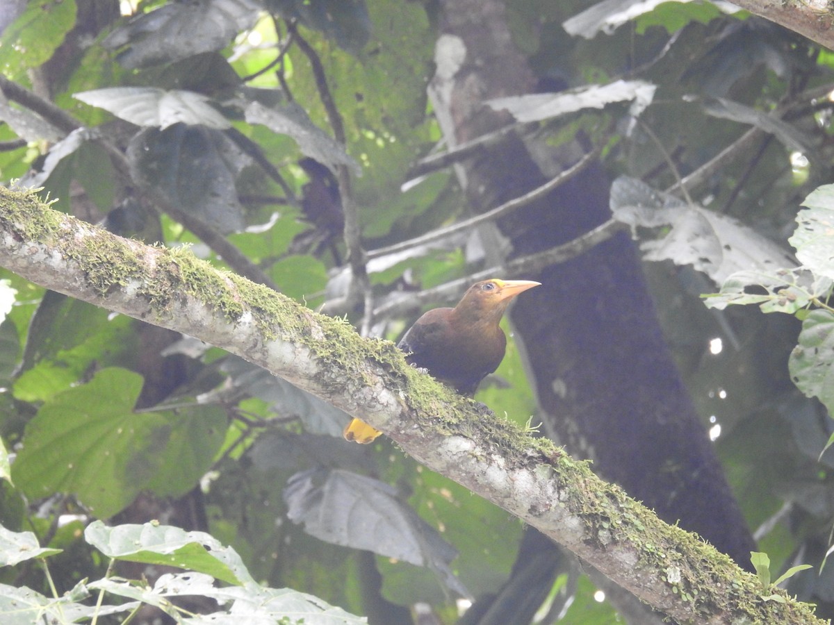 Russet-backed Oropendola - ML428121081