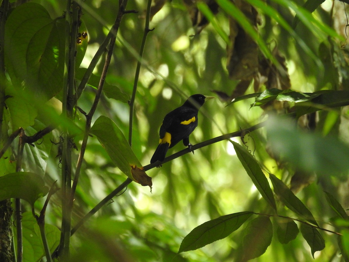 Yellow-rumped Cacique - ML428121091