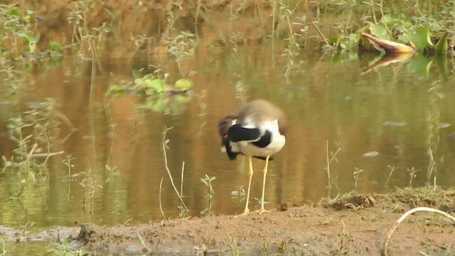 Red-wattled Lapwing - ML428121691