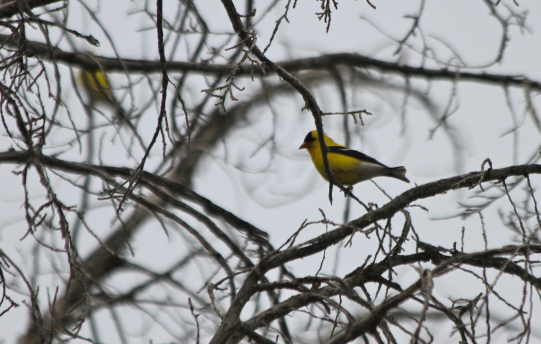 American Goldfinch - ML428122891
