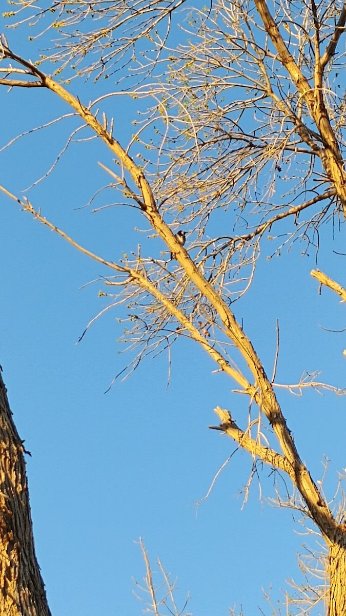 Acorn Woodpecker - ML428123081