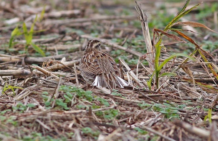 Eastern Meadowlark - ML42812361