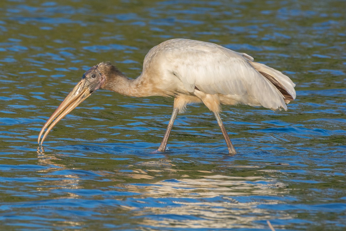 Wood Stork - ML428123831