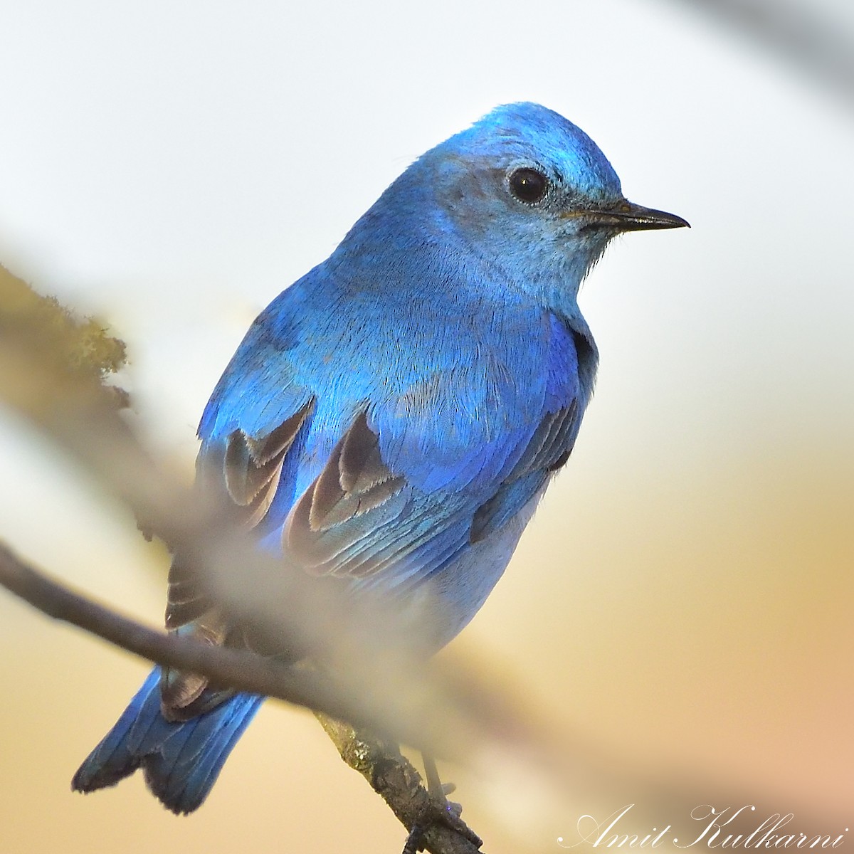 Mountain Bluebird - ML428123961