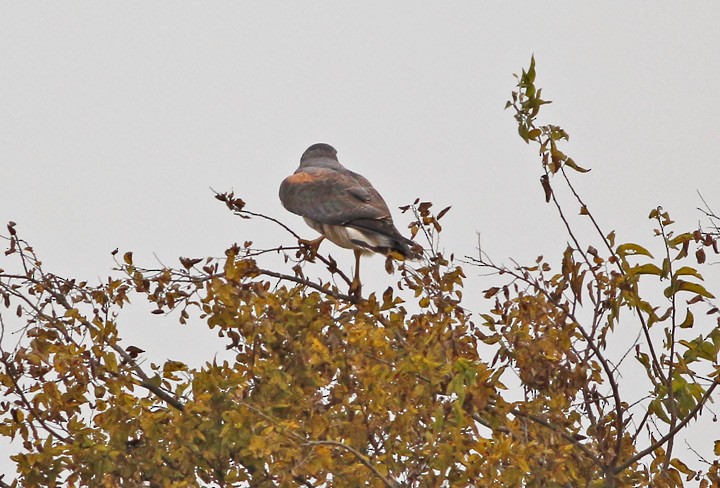 White-tailed Hawk - ML42812451