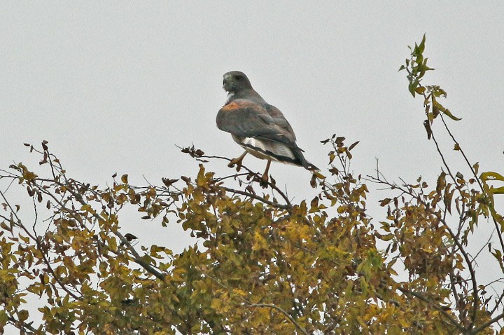 White-tailed Hawk - ML42812461