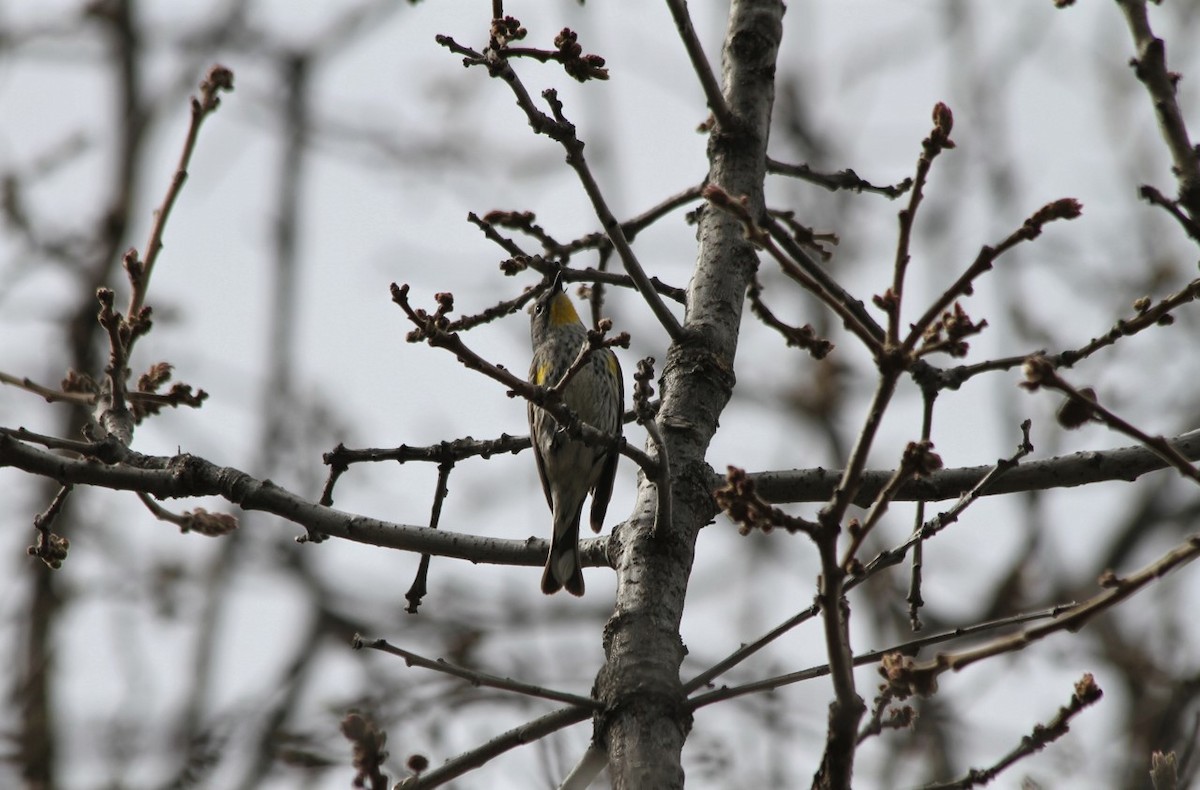Yellow-rumped Warbler (Audubon's) - ML428124661