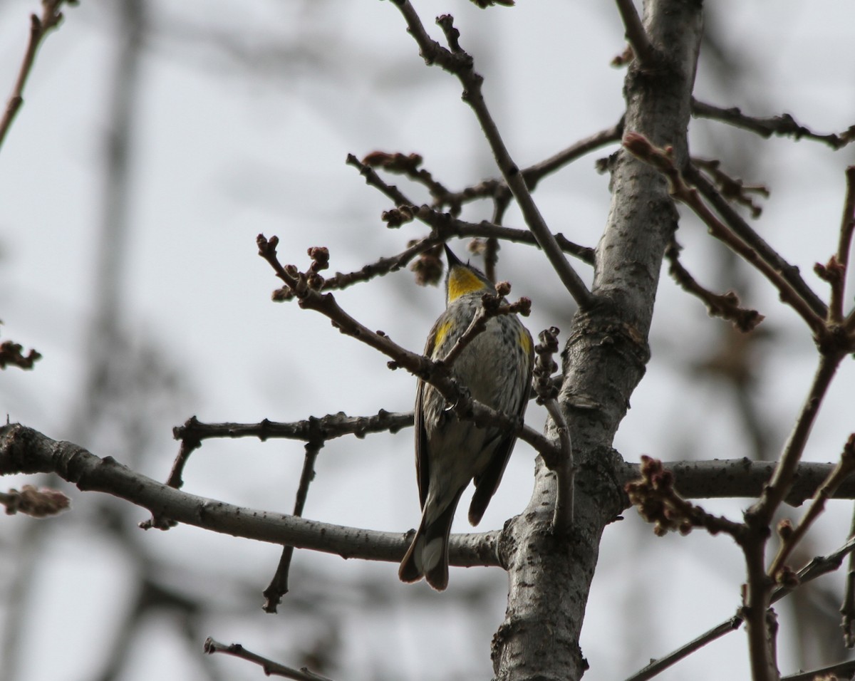Yellow-rumped Warbler (Audubon's) - ML428124671