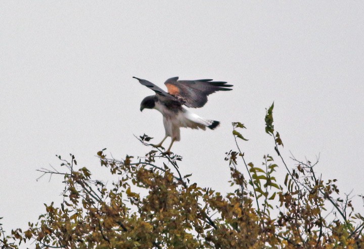 White-tailed Hawk - ML42812471