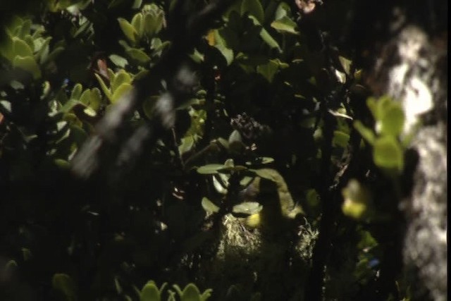 Maui Parrotbill - ML428125