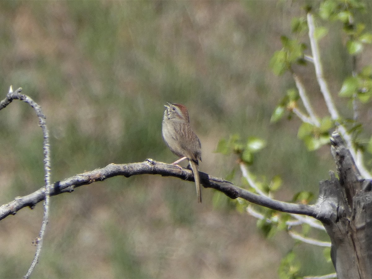 Rufous-crowned Sparrow - ML428126671