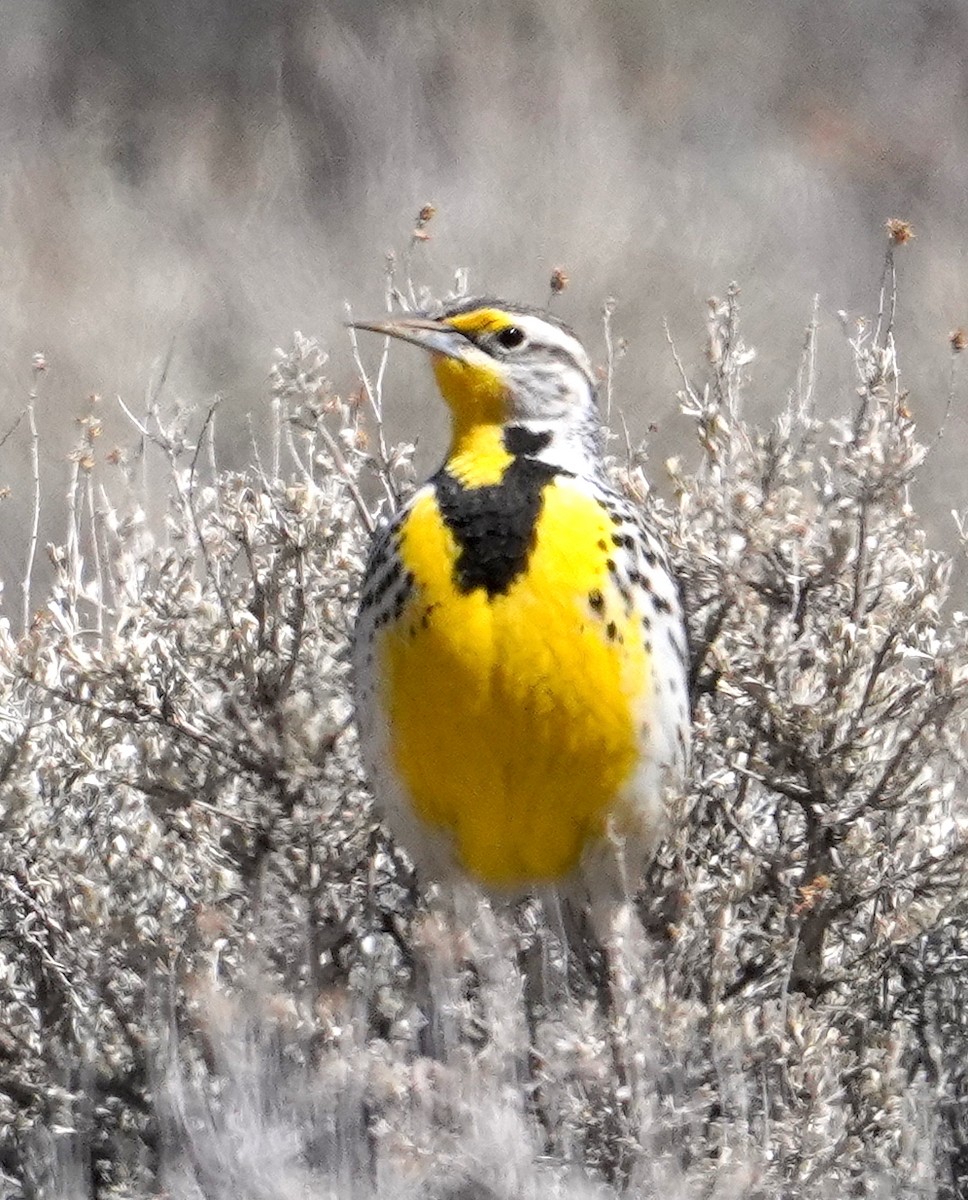 Western Meadowlark - ML428127801