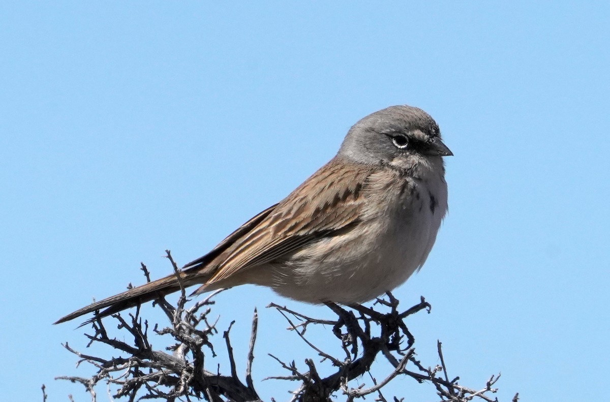 Sagebrush Sparrow - ML428127921