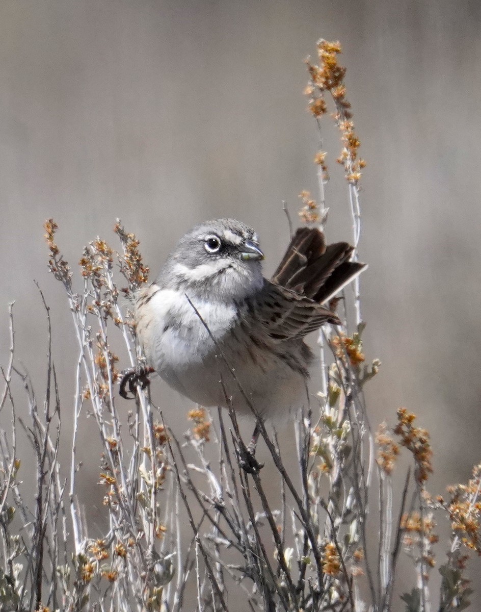 Sagebrush Sparrow - ML428127951