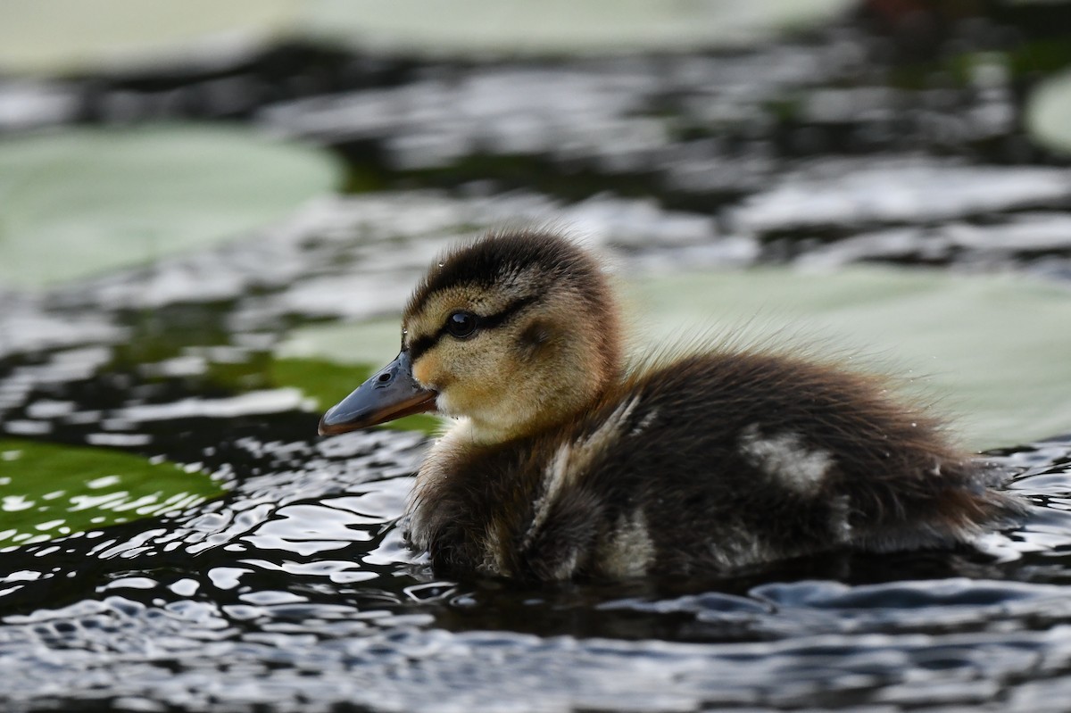 Canard colvert - ML428128451