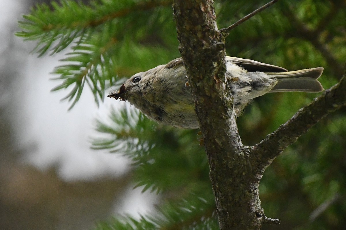 Goldcrest - ML428128741