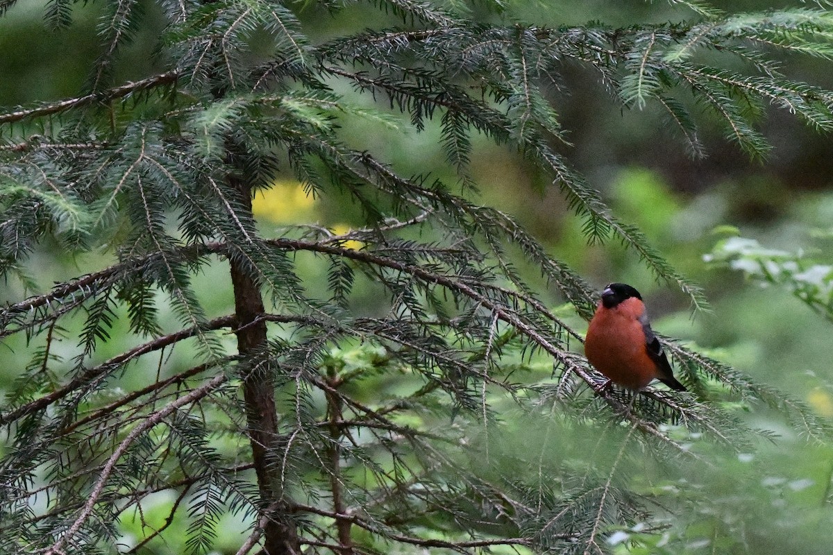 Eurasian Bullfinch - ML428129011