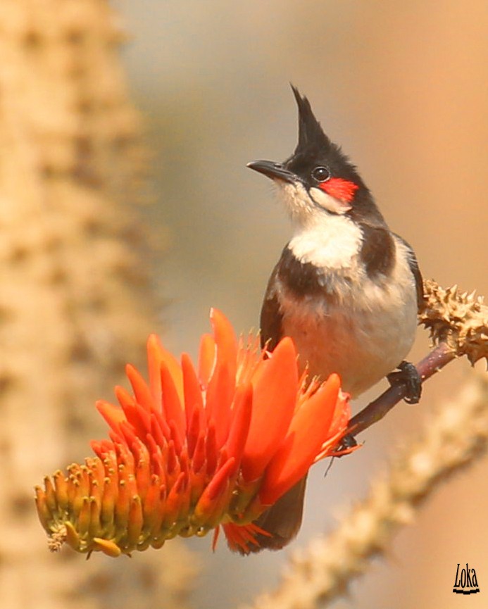 Red-whiskered Bulbul - ML428130891